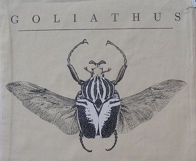 goliathus_neu